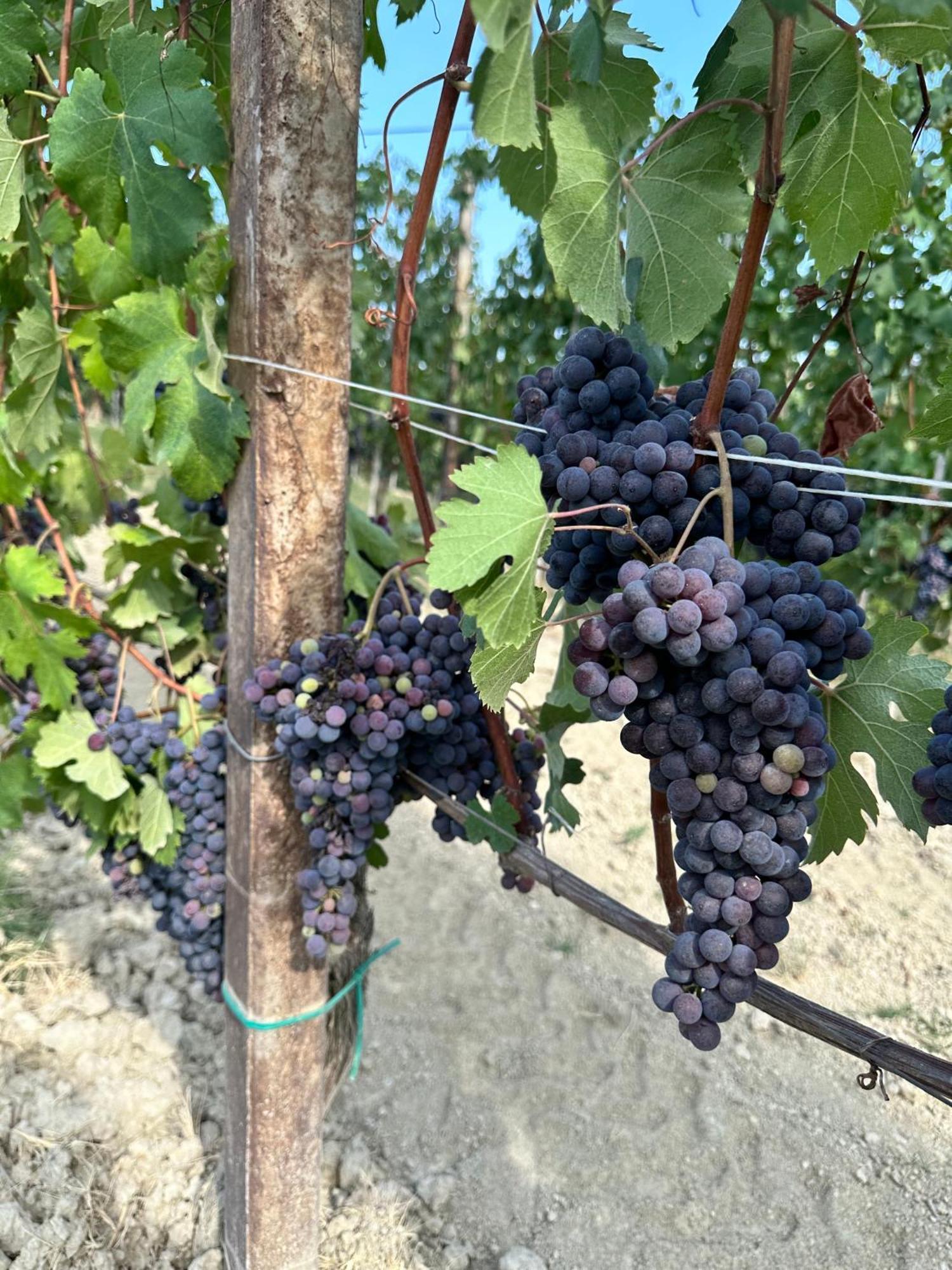 הוילה נובלו Just Langhe Casa Barolo מראה חיצוני תמונה